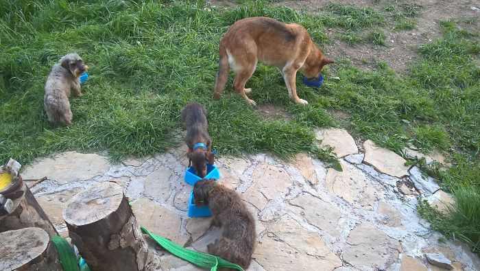 My Three Little Pigs And My Wild Wolf