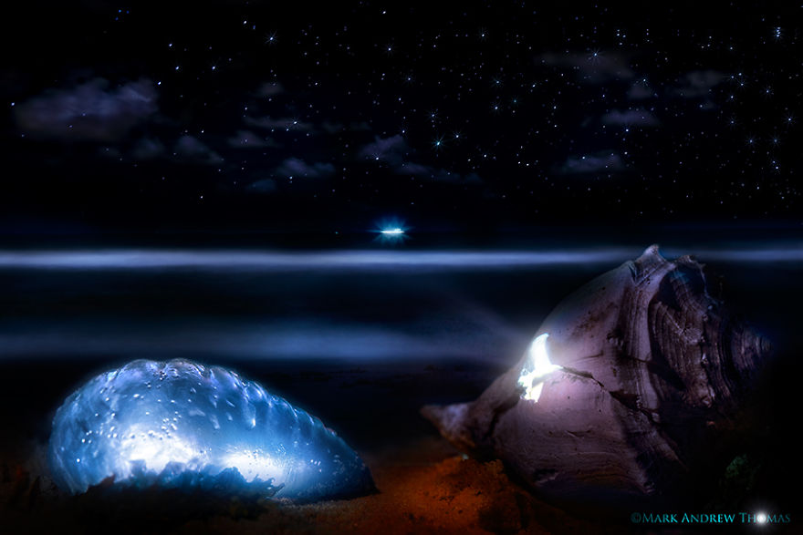 The Inner Beauty Of The Beast The Inner Beauty Of The Beast