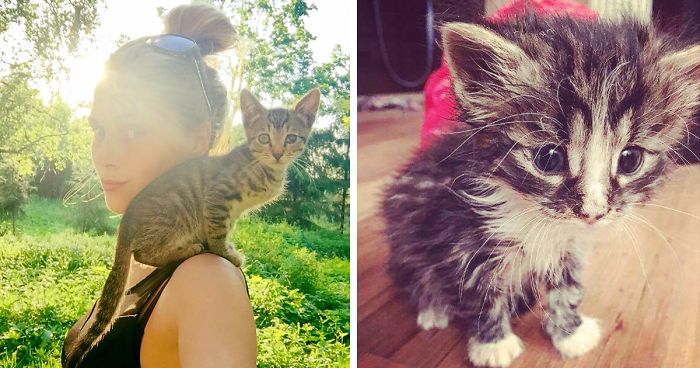 This Girl From Latvia Rescued More Than 350 Homeless Cats During Last 2 Years
