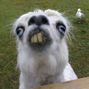 yurek_engineer avatar