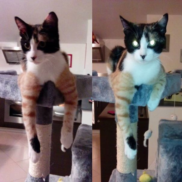 Amelia, I Forgot Your Tuna...