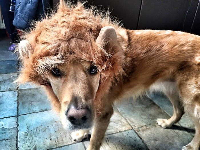 Ameliè A Lion Retriever