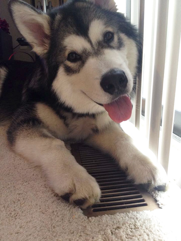 My 6 1/2 Month Old Puppy Experiences Central Air For The First Time