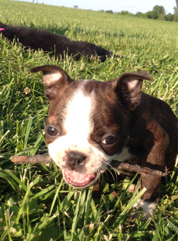 Ellie Got Her First Stick Today At The Park
