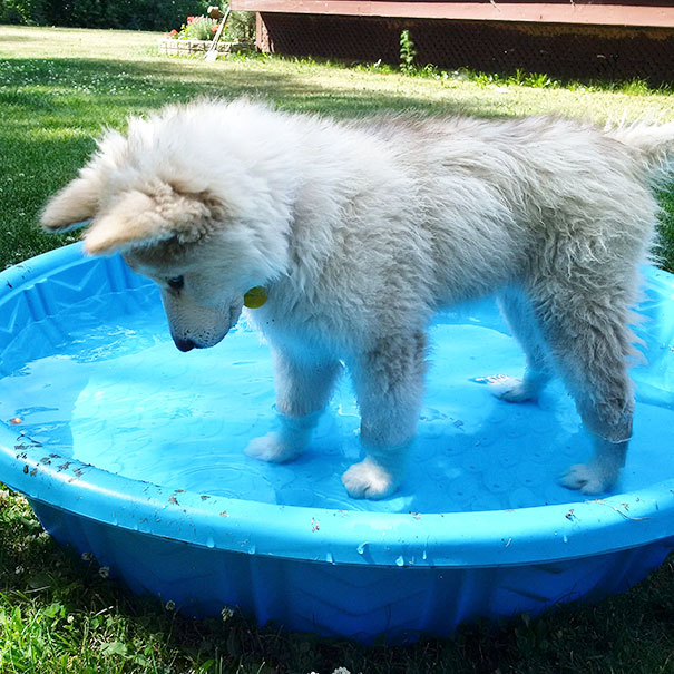 My Puppy Went Into The Pool All By Herself For The First Time