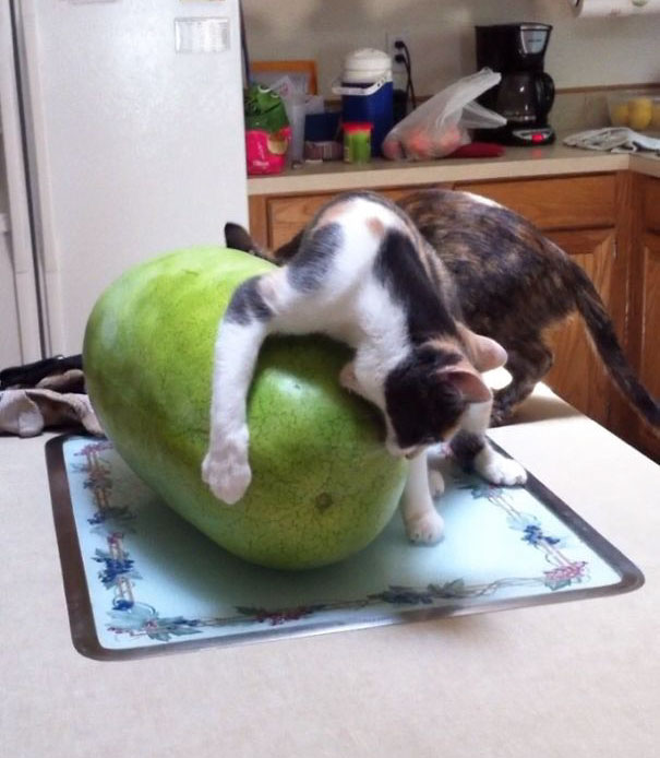 First Time My Cat Has Seen A Watermelon
