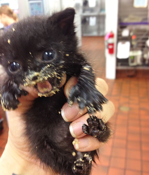 His First Time With Solid Food. His Name Is Gremlin