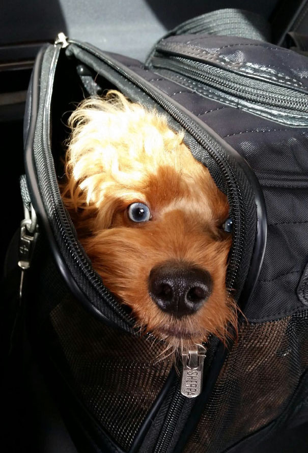 Flying For The First Time