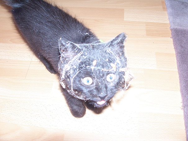 Let My Kitten Outside For The First Time