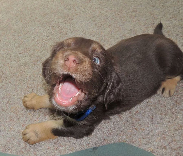 I Blew On His Ears For The First Time And This Was His Reaction