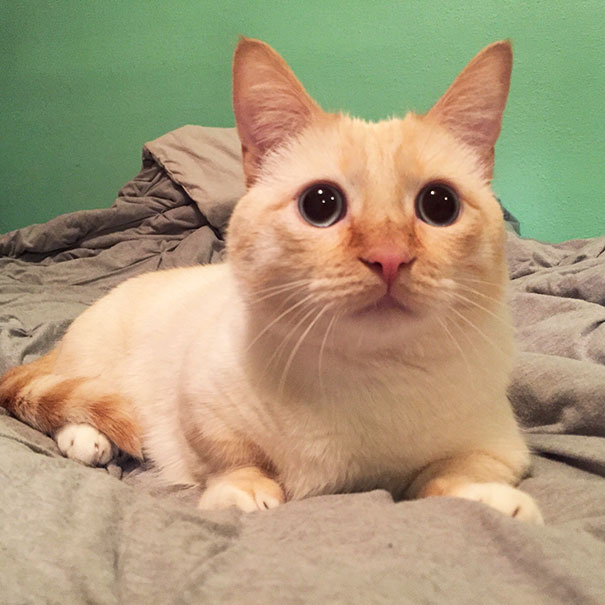 The Cats Normally Aren't Allowed In My Room, But Momo's Face When Experiencing My Bed For The First Time Might Change That Rule