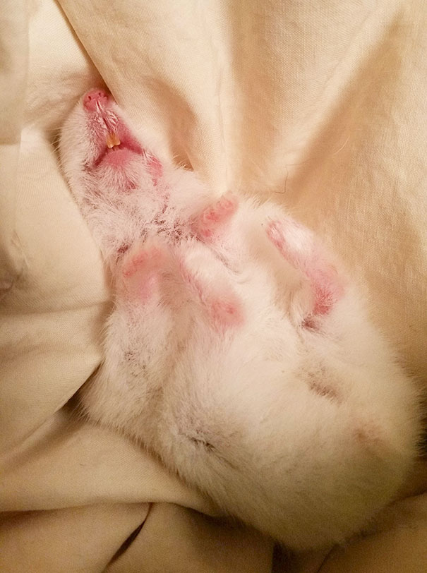 Adopted An Old Hammie Gal Thats Been At The Pet Shop For 2 Years, This Is The First Time She Felt A Blanket