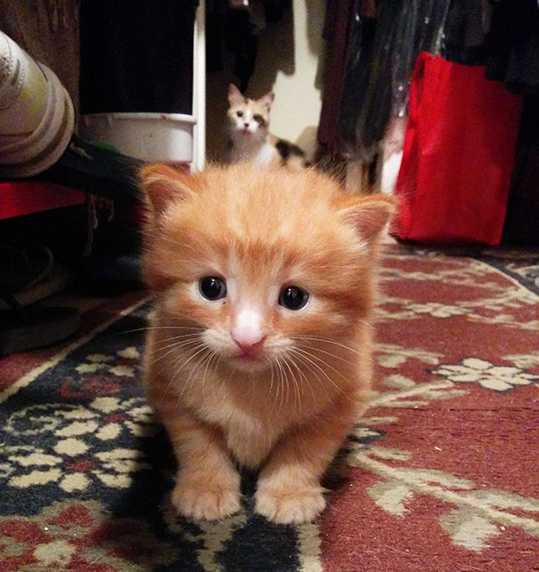 My Cat Gave Birth To One Kitten. This Is Mama Kitty Letting Her Kitten Go Out On Her Own For The First Time. Well, Almost On Her Own