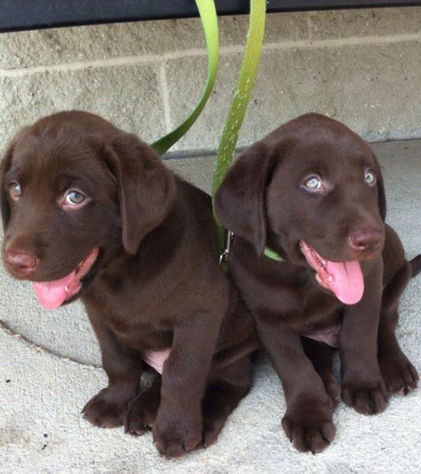 First Time At The Vet, 7 Weeks Old