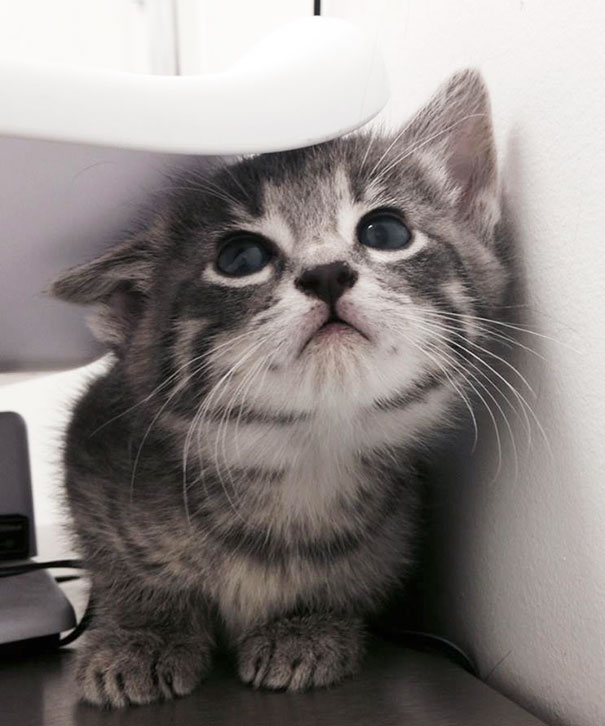 First Time At The Vet