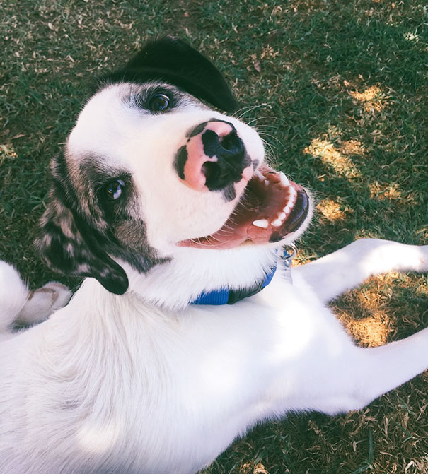 Took Him To The Dog Park For The First Time Since We Rescued Him. He Won't Leave My Side