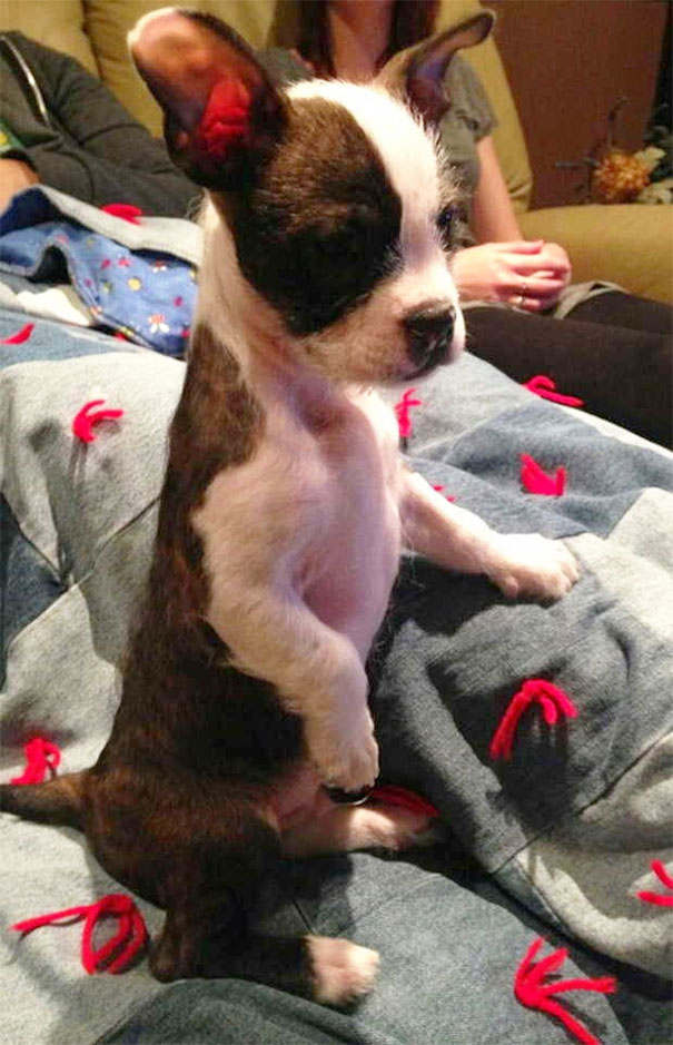 My New Boy Hearing Popcorn Being Popped For The First Time