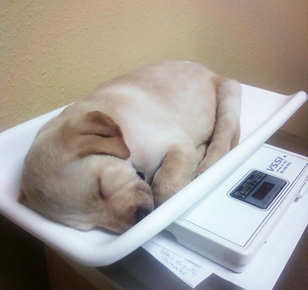 My Buddy The First Time He Went To The Vet