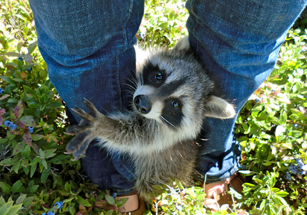 Baby Raccoon Outside For The First Time. She Refused To Leave My Shadow