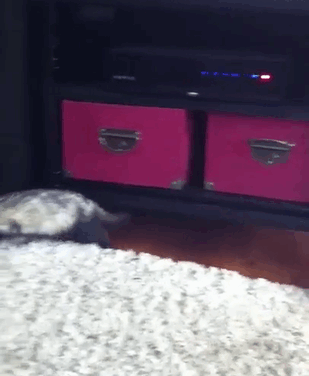 Kangacat Meeting A Catsnake For The First Time