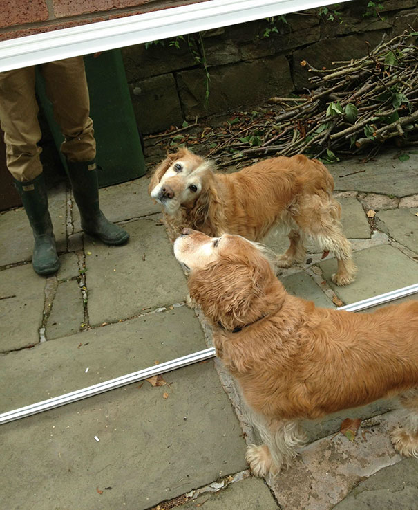 First Time He's Seen His Reflection