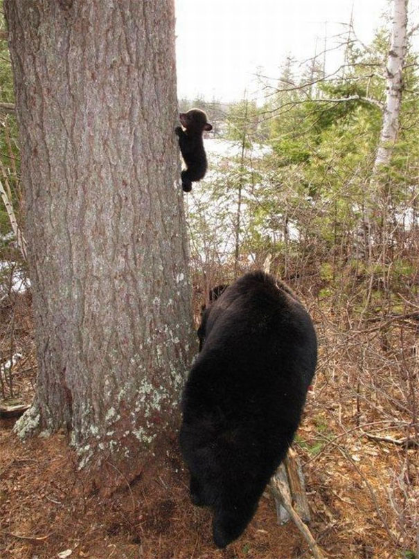 Baby Bear's First Climbing Lesson