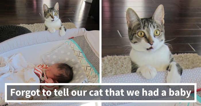 50 Times Animals Did Things For The First Time, And Had The Funniest Reactions