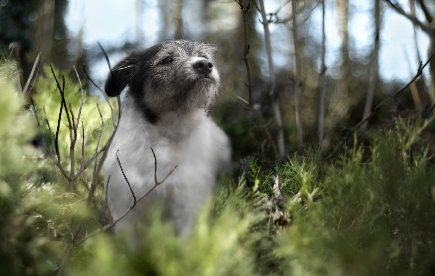 I Photographed My Amazing Dogs Kicia And Morsik