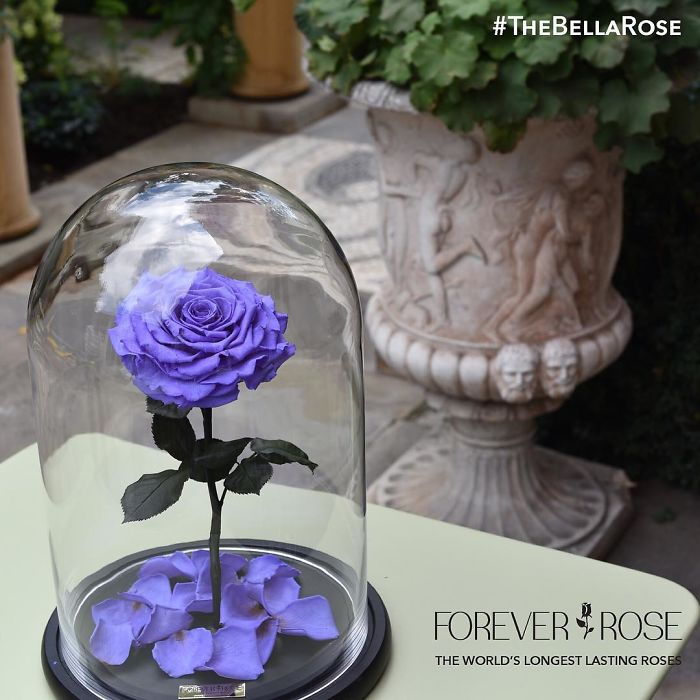 Forever Rose