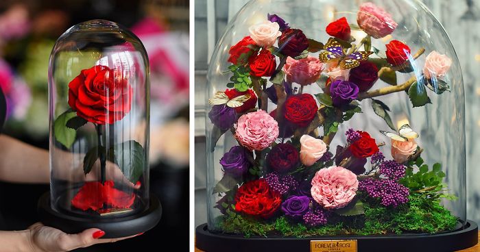 Real “Beauty And The Beast” Roses Exist, And They’ll Last For 3 Years
