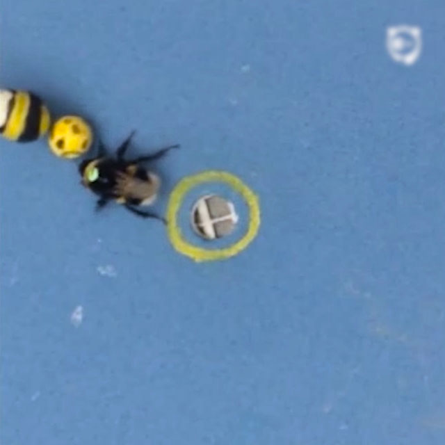 Bees Show Un-Bee-Lievable Learning Ability