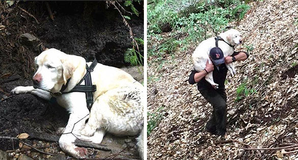 Este perro ciego fue encontrado en las montañas tras 8 días desaparecido