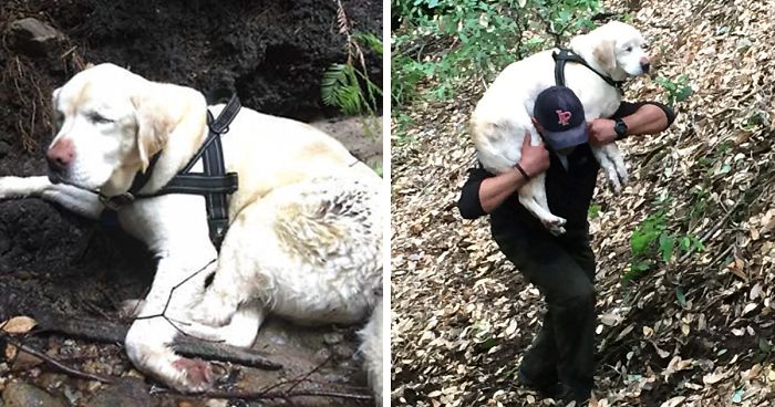 Blind Dog Is Found In The Mountains 8 Days After She Disappeared