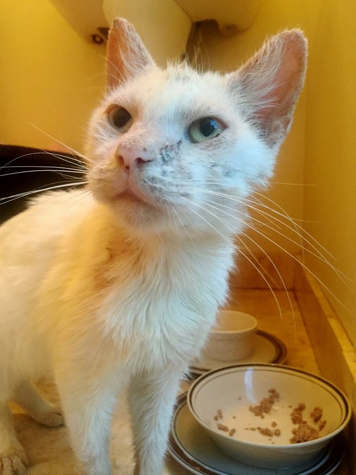 blind-rescue-cat-mange-different-color-eyes-cotton-10 blind-rescue-cat-mange-different-color-eyes-cotton-10