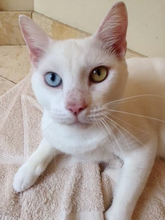 blind-rescue-cat-mange-different-color-eyes-cotton-7 blind-rescue-cat-mange-different-color-eyes-cotton-7