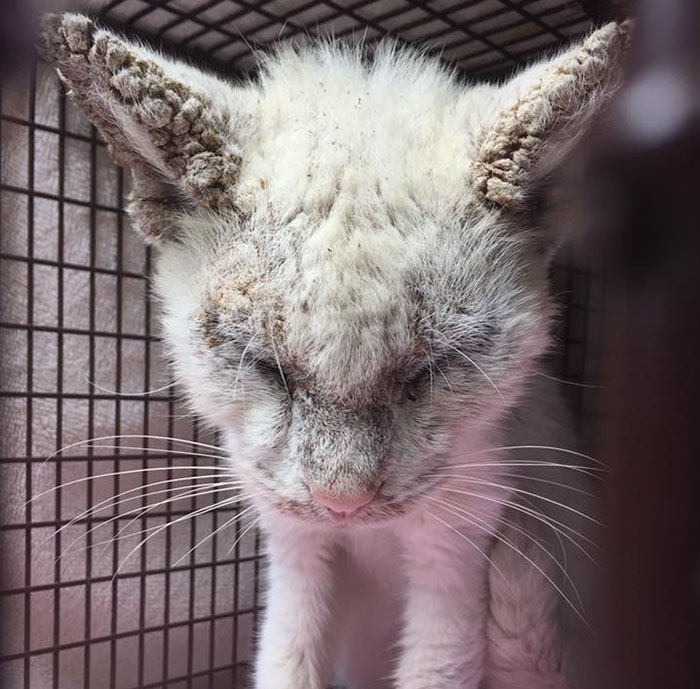 Este gato callejero «ciego» sorprende a su rescatador tras abrir sus bellos ojos