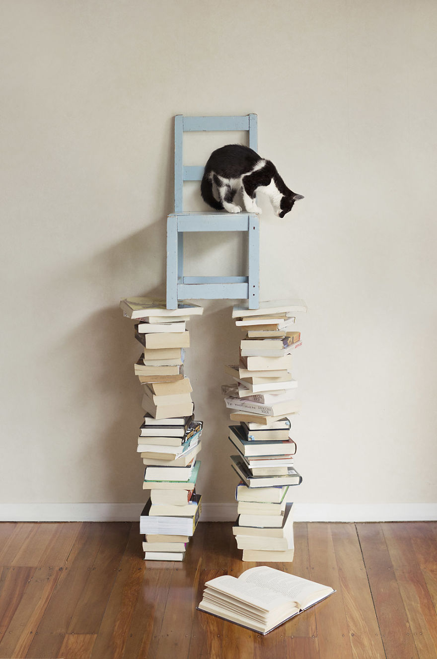 I Made A Career Out Of Annoying Cats