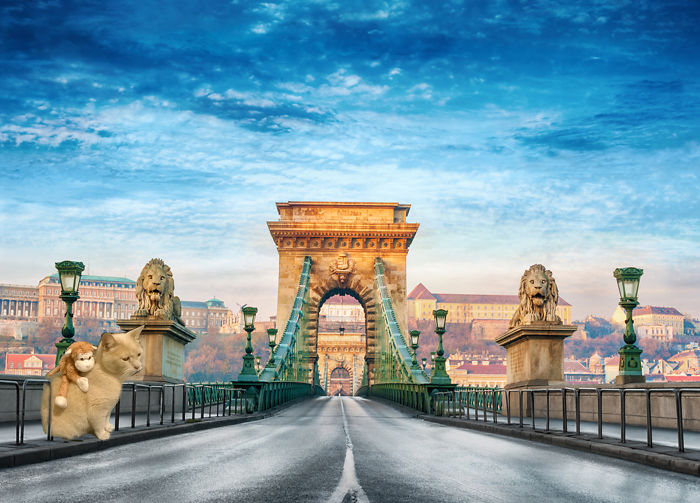 #15 Traveling Cat In Budapest