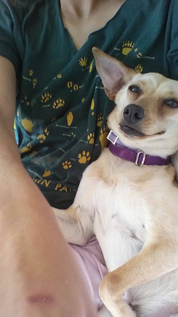 My Dog, After I Brought Her Home From The Rescue Centre