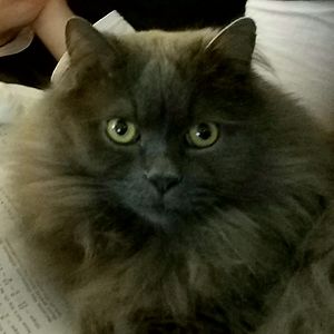 stauncherchick avatar