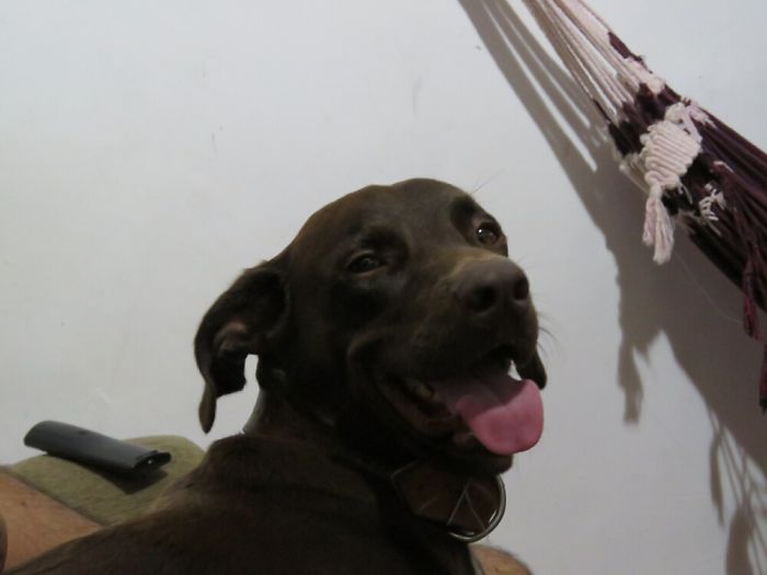 Toby Dog Teminds Me Of Snoopy Dogg