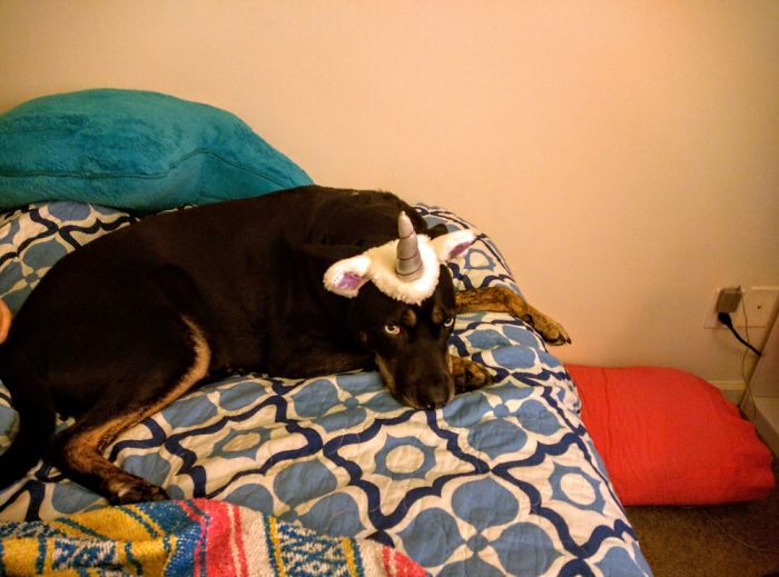 She's Just So Done With Being An Unicorn!