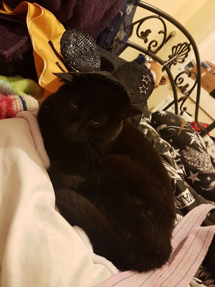 I Am Not A Mouse Human