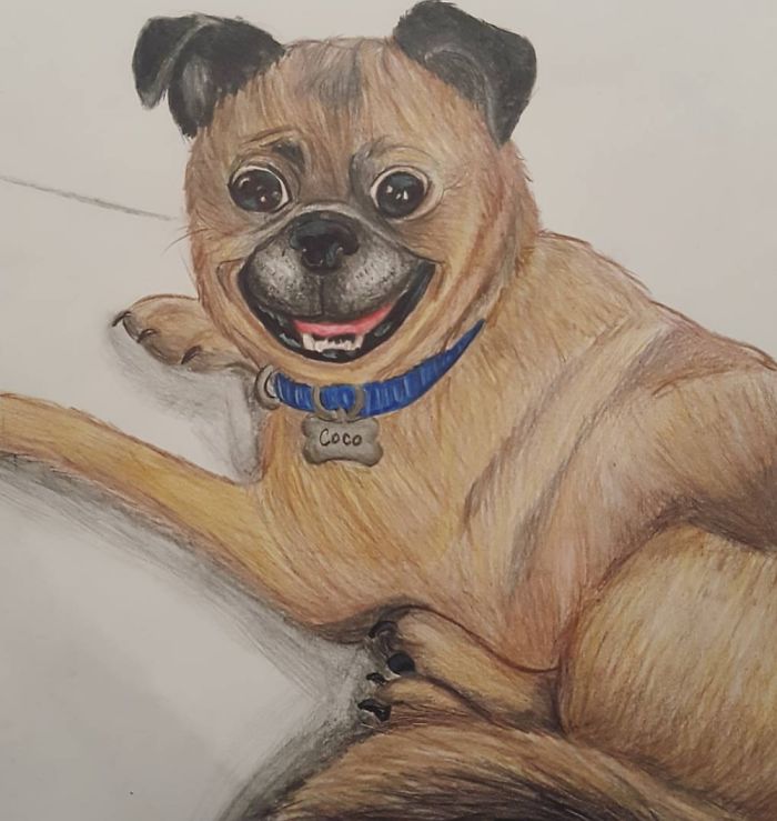 Coco Is A 6 Year Old Puggle That My Boyfriend And I Adoped Last Summer