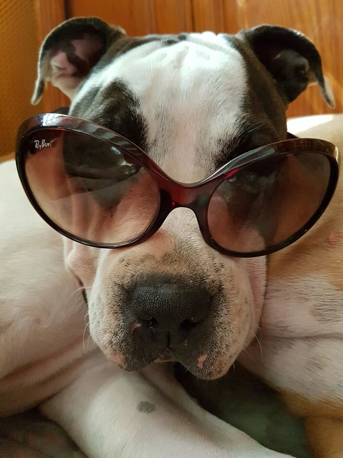 Love Morning With My Dogs 😀