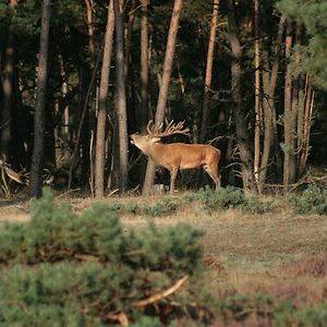 atlantispegasus avatar