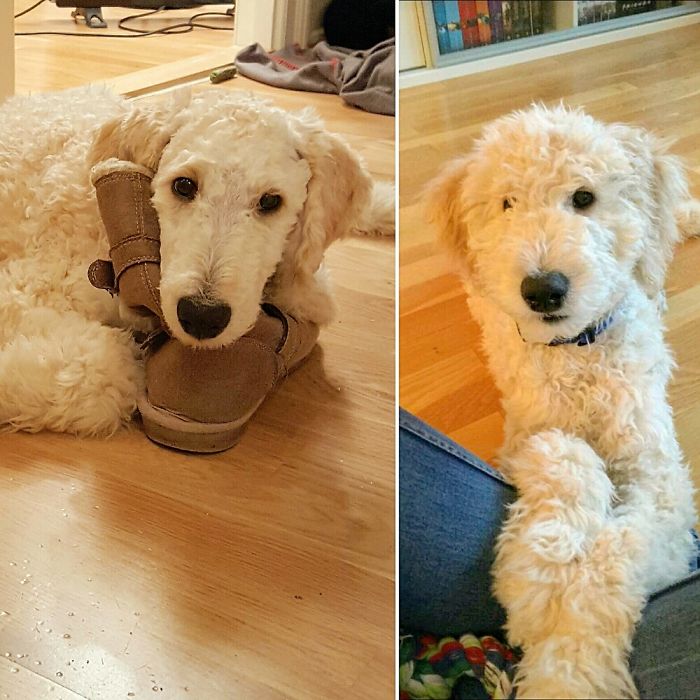 My Puppy's First Haircut ♡