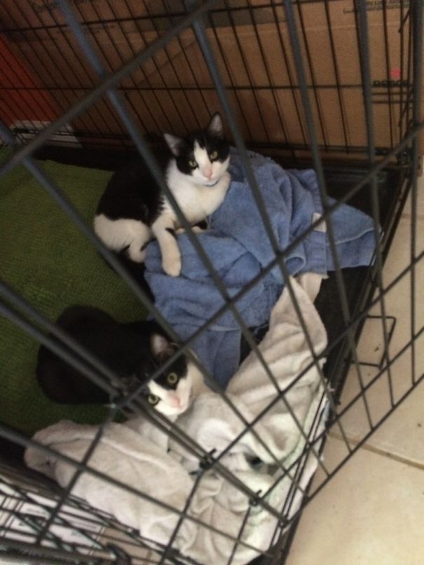 Mom Let The Kittens Explore The House. They Claimed Our Dogs Cage As Theirs.