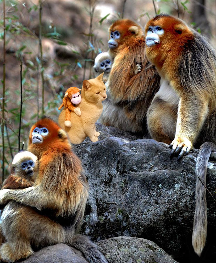 Having Fun With A Few Fellow Monkeys In China