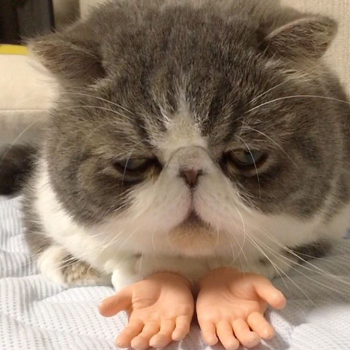 cat-prosthetic-human-hands-4